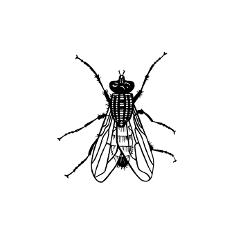 蒼蠅